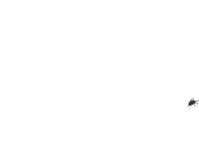 Fly in random walk